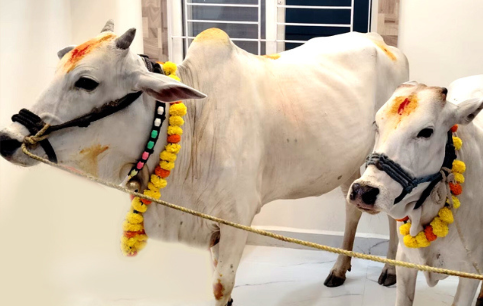 Gou pooja (cow)
