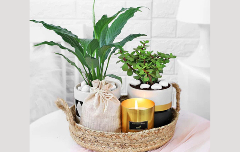 Plant Gift