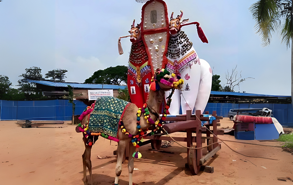 Camel
