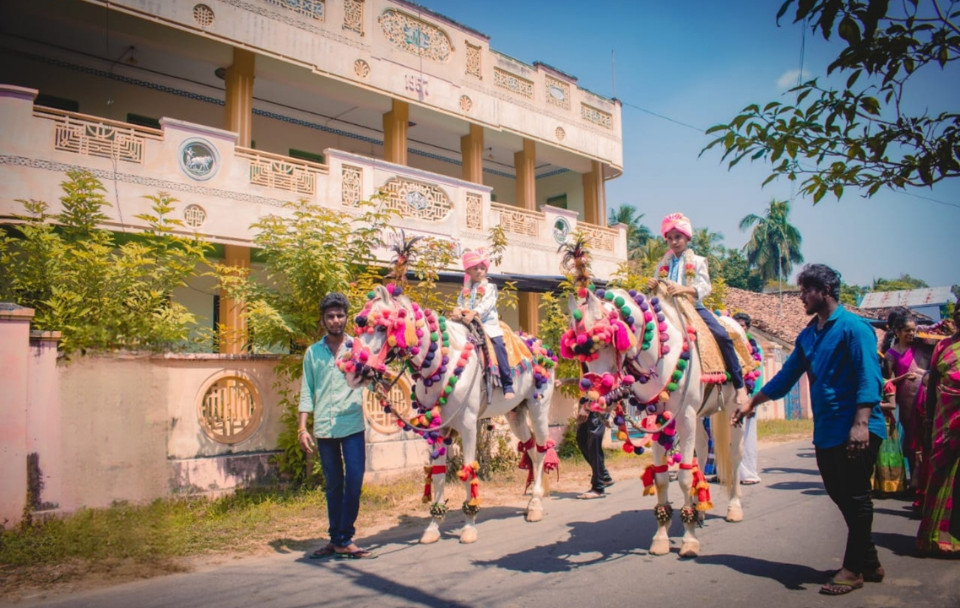 Chippai Horse